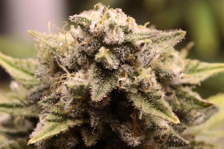 First grow Black Domina. Week 15