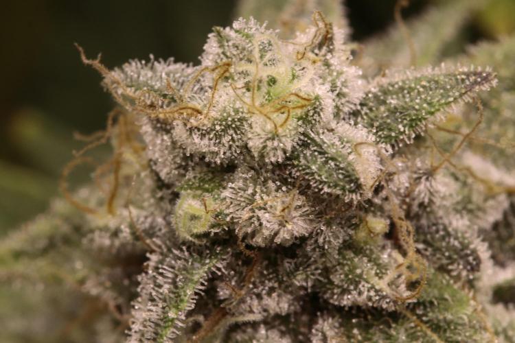 First grow Black Domina. Week 15