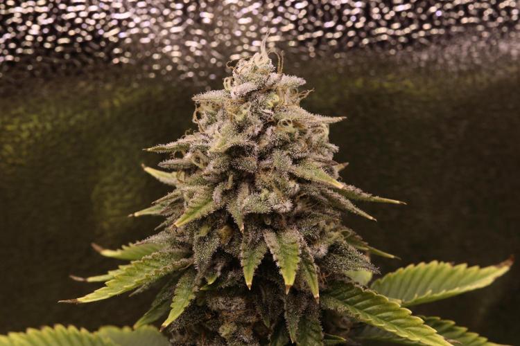 First grow Black Domina. Week 15