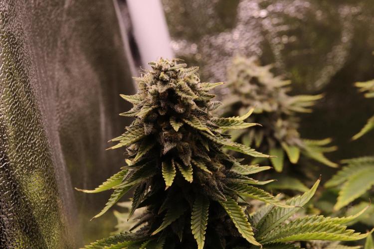 First grow Black Domina. Week 15