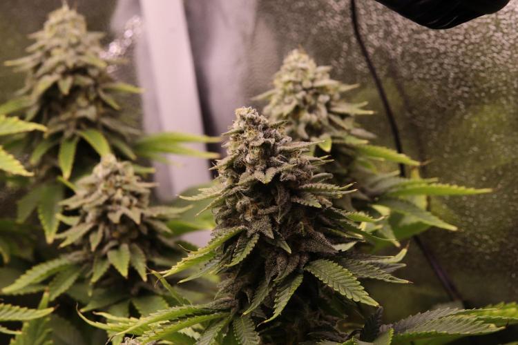 First grow Black Domina. Week 15