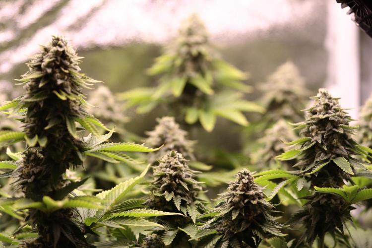 First grow Black Domina. Week 15