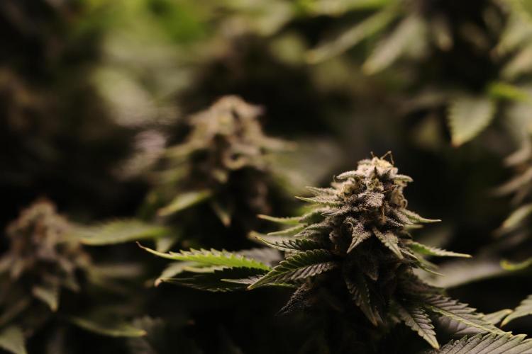 First grow Black Domina. Week 15