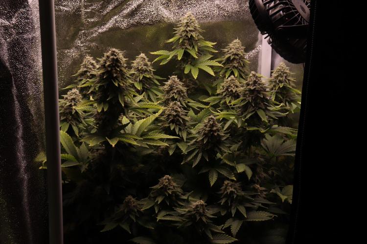 First grow Black Domina. Week 15