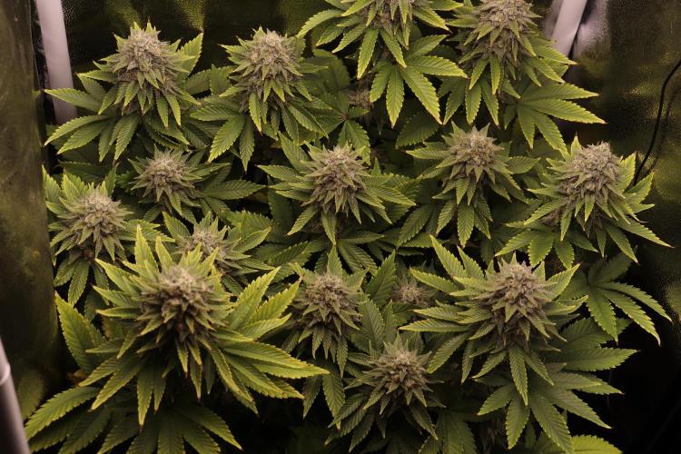 First grow Black Domina. Week 15