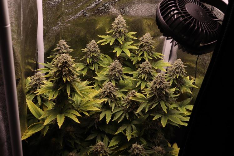 First grow Black Domina. Week 16