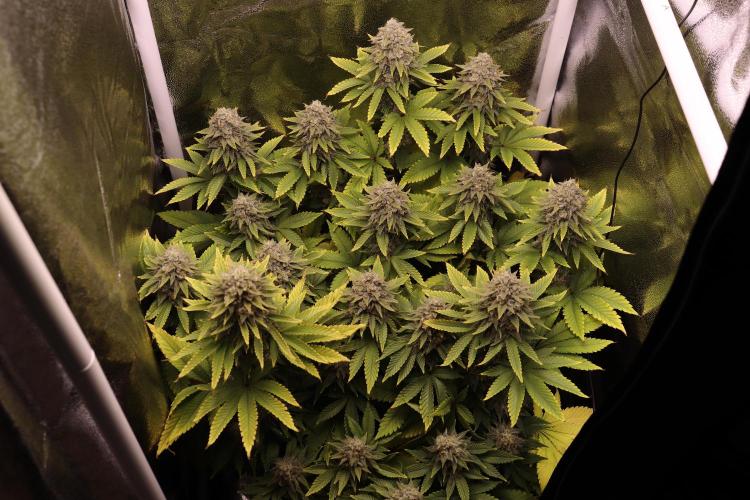 First grow Black Domina. Week 16