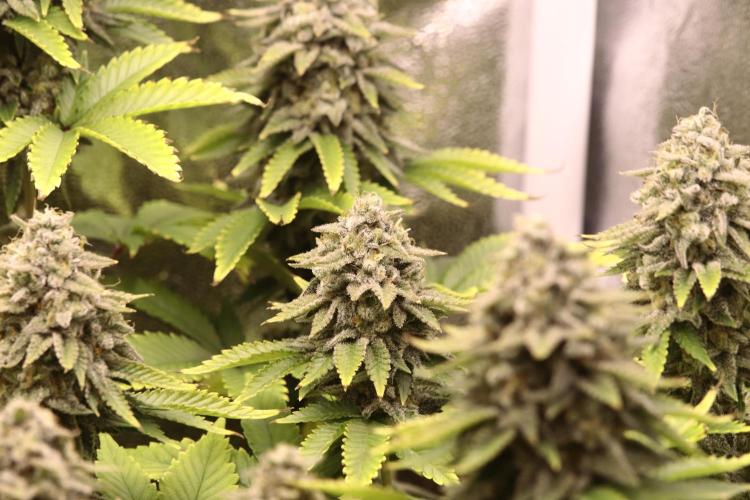 First grow Black Domina. Week 16