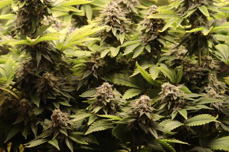 First grow Black Domina. Week 16