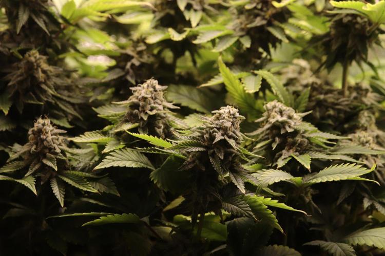 First grow Black Domina. Week 16