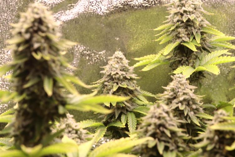 First grow Black Domina. Week 16