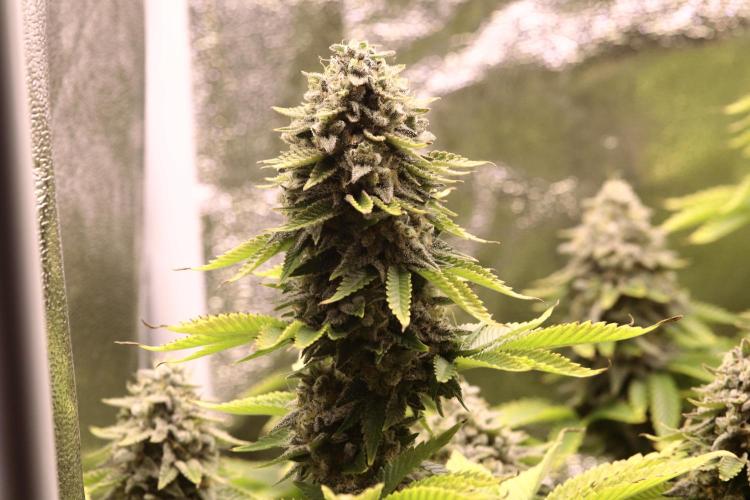 First grow Black Domina. Week 16