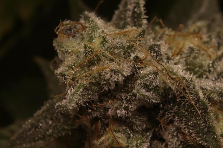 First grow Black Domina. Week 16