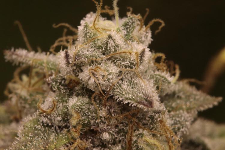 First grow Black Domina. Week 16