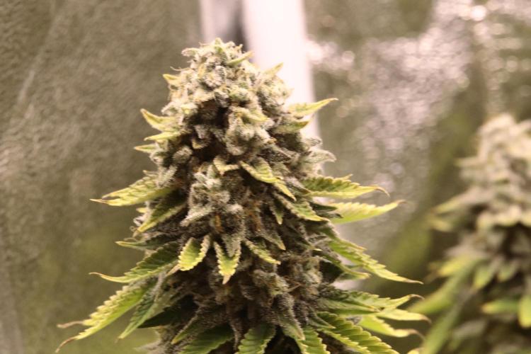 First grow Black Domina. Week 17