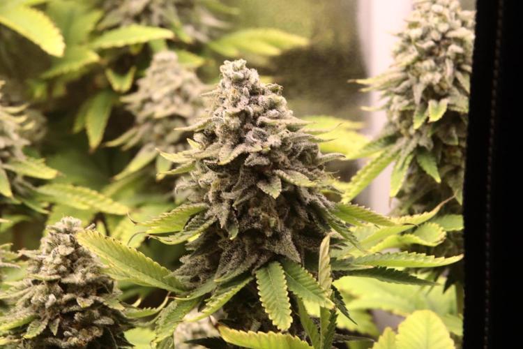 First grow Black Domina. Week 17