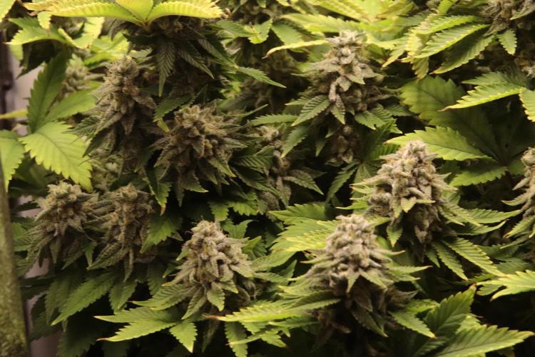 First grow Black Domina. Week 17