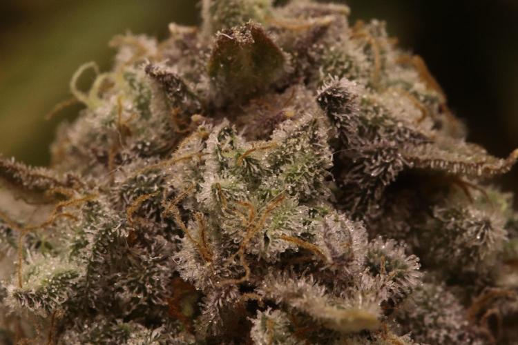 First grow Black Domina. Week 17