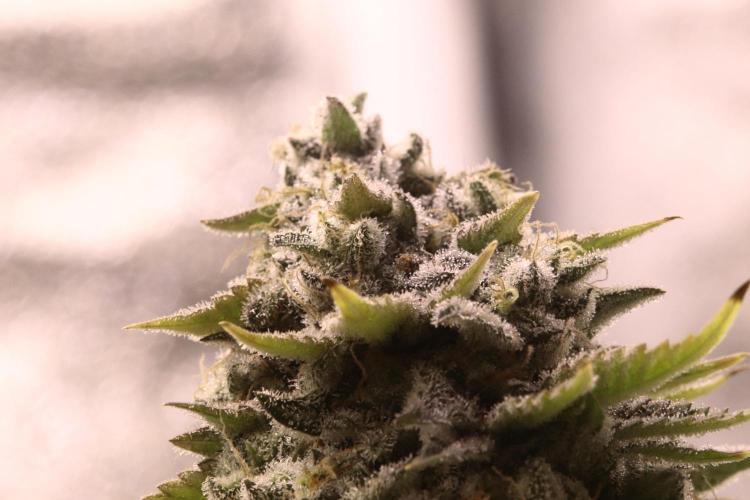 First grow Black Domina. Week 17