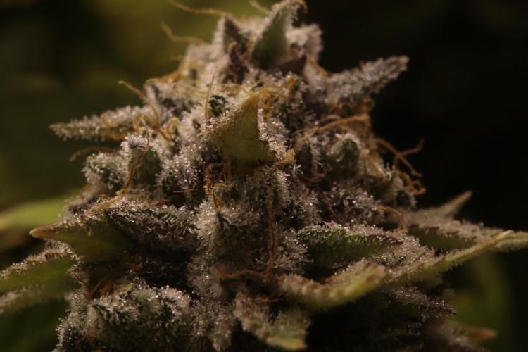 First grow Black Domina. Week 17