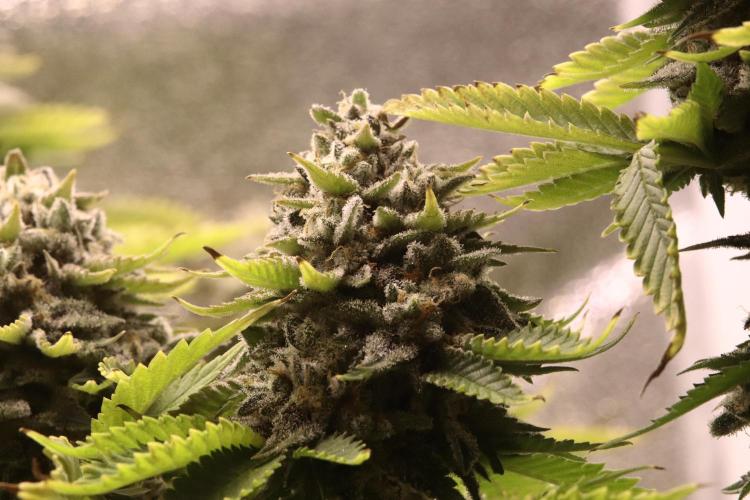 First grow Black Domina. Week 17