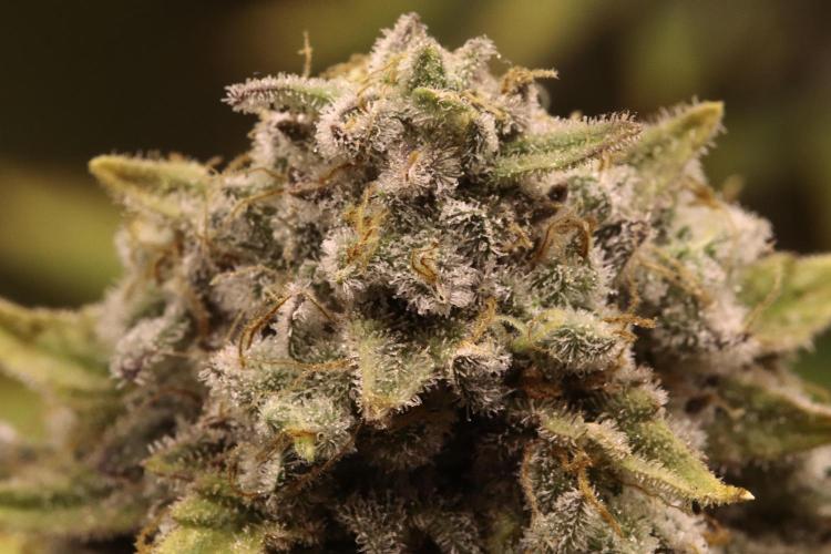 First grow Black Domina. Week 17