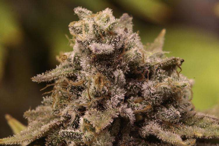 First grow Black Domina. Week 17