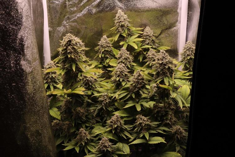 First grow Black Domina. Week 17