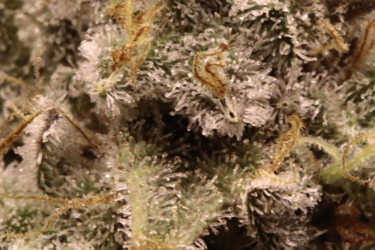 First grow Black Domina. Week 17