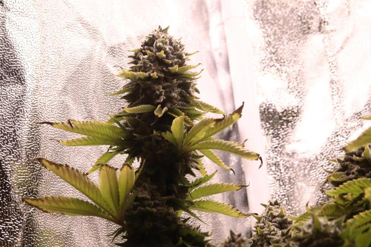 First grow Black Domina. Week 18