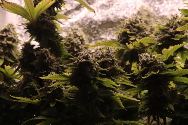 First grow Black Domina. Week 18