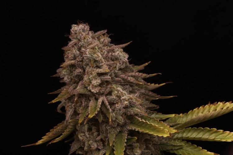 First grow Black Domina. Week 18