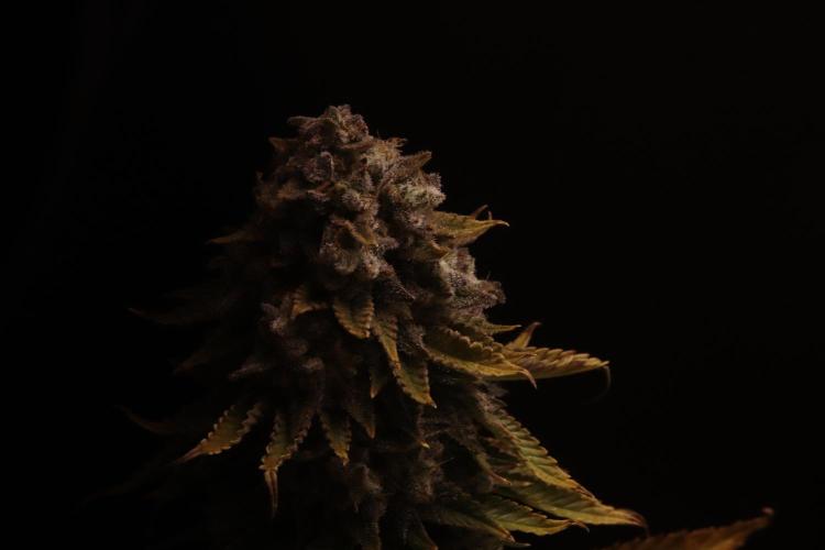 First grow Black Domina. Week 18