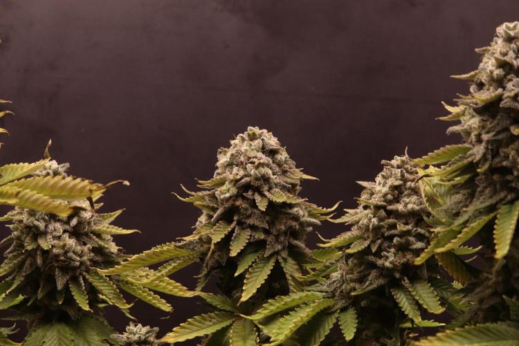 First grow Black Domina. Week 18