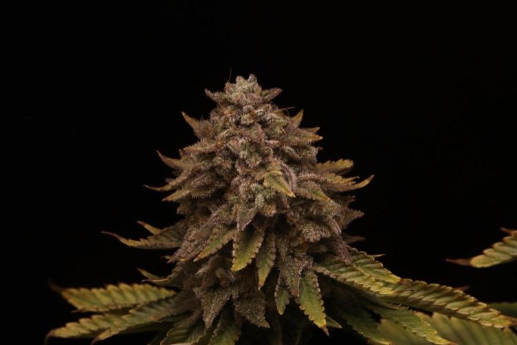 First grow Black Domina. Week 18