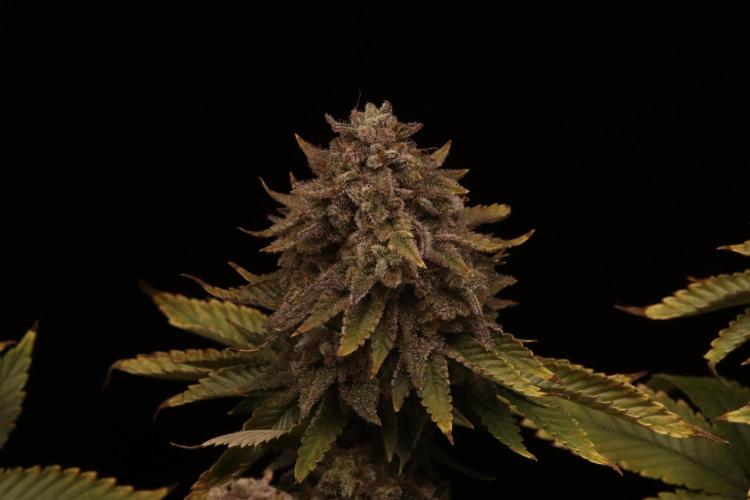 First grow Black Domina. Week 18