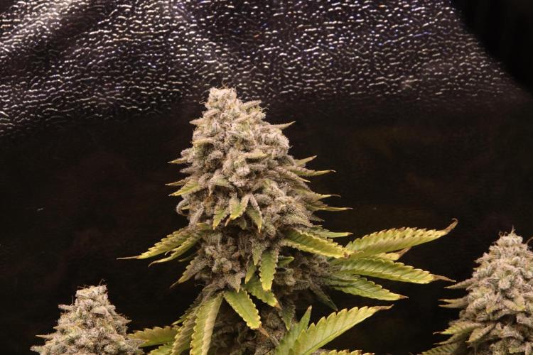 First grow Black Domina. Week 18