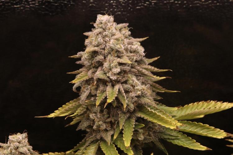 First grow Black Domina. Week 18