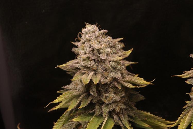 First grow Black Domina. Week 18