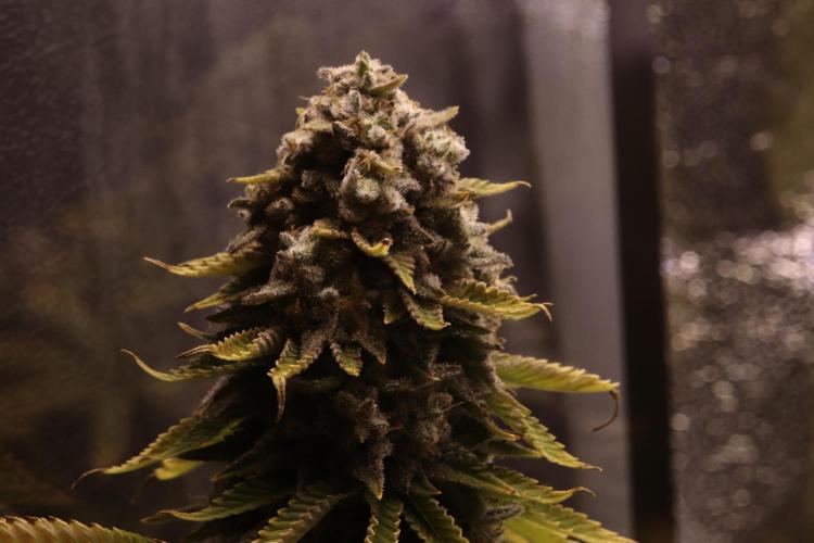 First grow Black Domina. Week 18