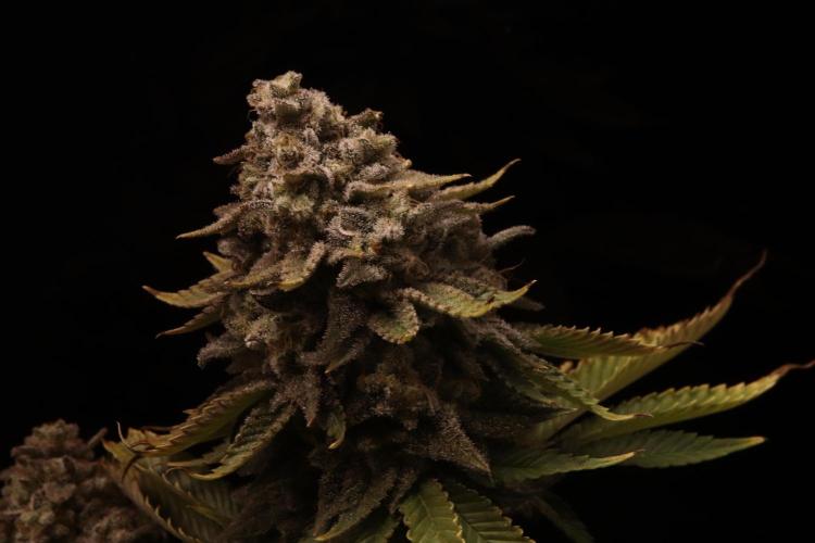 First grow Black Domina. Week 18