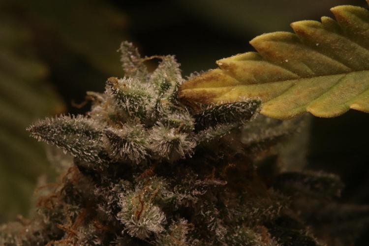 First grow Black Domina. Week 18