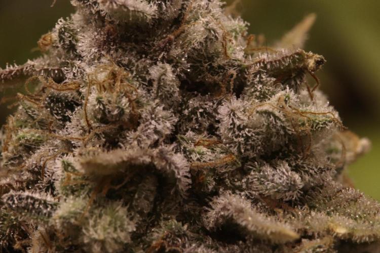 First grow Black Domina. Week 18