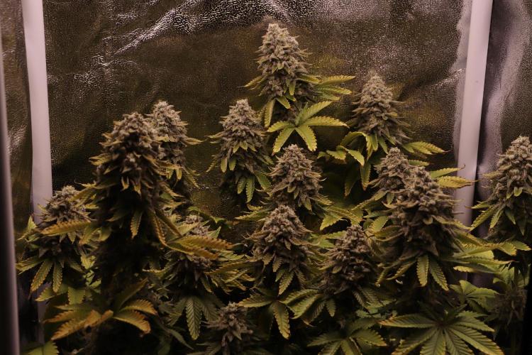 First grow Black Domina. Week 18