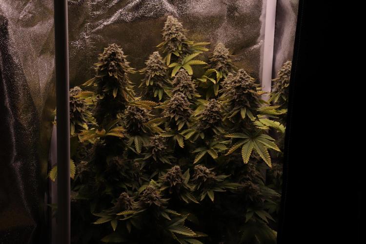 First grow Black Domina. Week 18