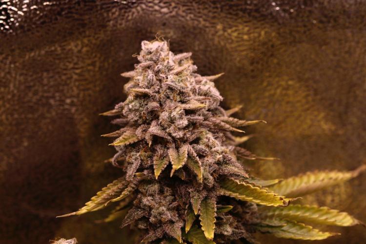 First grow Black Domina. Week 19