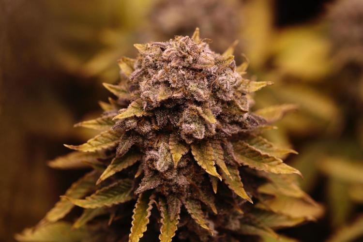 First grow Black Domina. Week 19