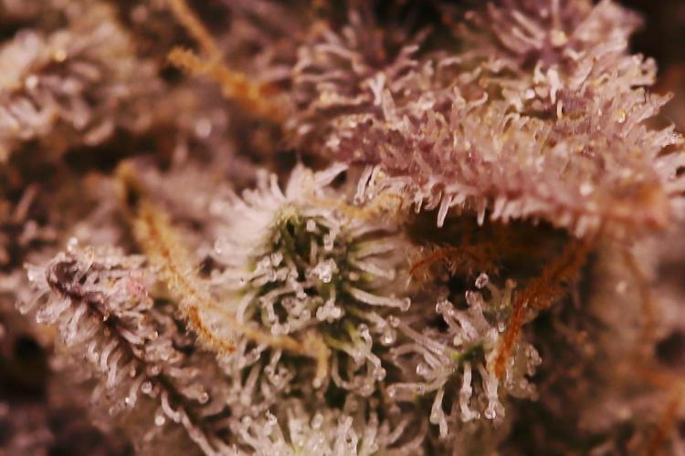 First grow Black Domina. Week 19