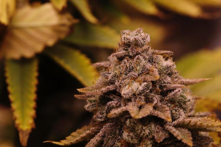 First grow Black Domina. Week 19