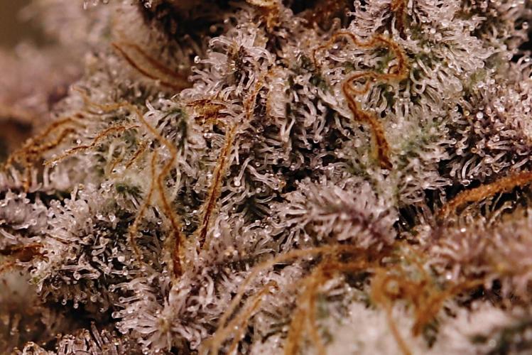 First grow Black Domina. Week 19